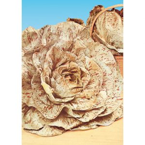 Varigata Di Castelfranco Chicory from our Italian Gourmet Collection of Seeds