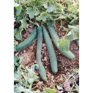 Tortarello Verde Scuro Cucumber from our Italian Gourmet Seed Collection