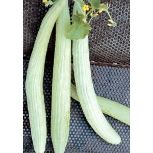 Lungo Tortarello Chiaro Italian Cucumber Seeds from our Italian Gourmet Seed Collection