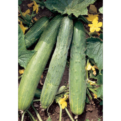 Chinese Slangen Italian Cucumber Seeds from our Italian Gourmet Seed Collection