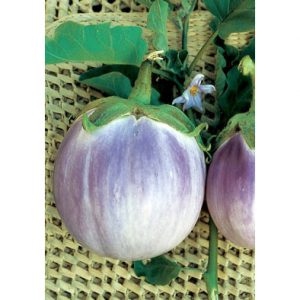 Rotunda Romanesca Italian Eggplant from our Italian Gourmet Seed Collection