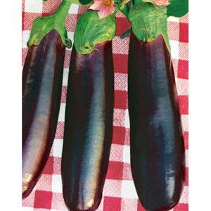 Violetta Lunga di Napoli 2 Italian Eggplant Seeds from our Italian Gourmet Seed Collection