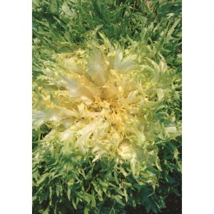Riccia Santantuono Italian Endive Seeds from our Italian Gourmet Seed Collection