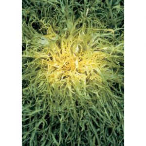 Fine d’Inverno / Capillina frisée from our Italian Gourmet Seed Collection