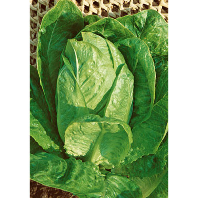 Lentissima a Montare 3 Lettuce Seeds from our Italian Gourmet Seed Collection