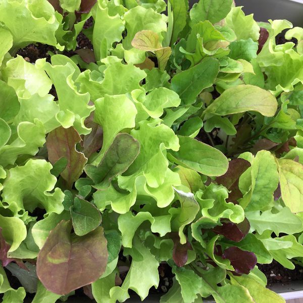 Misticanza Lettuce Seeds