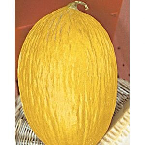 Rugoso Di Cosenza Giallo Italian Melon Seeds from our Italian Gourmet Seed Collection