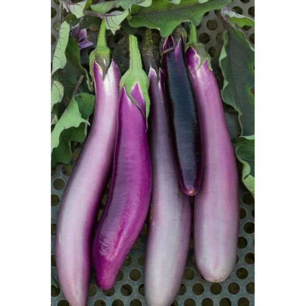 Ping Tung Heirloom Eggplant