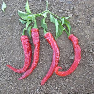 Cayenne Large Red Thick Hot Pepper