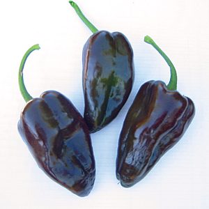 Mulato Isleno Poblano Type Pepper