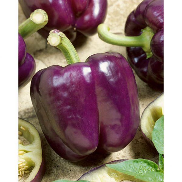 Purple Beauty Sweet Bell Pepper
