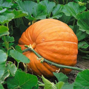 Dill’s Atlantic Giant Pumpkin