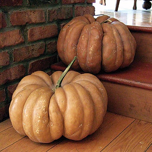 Fairytale (Musque de Provence) French Heirloom Pumpkin