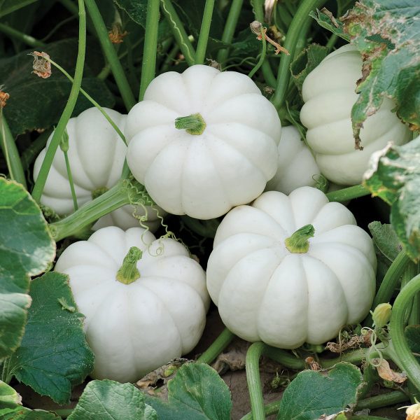 Casperita Personal Size White Pumpkin