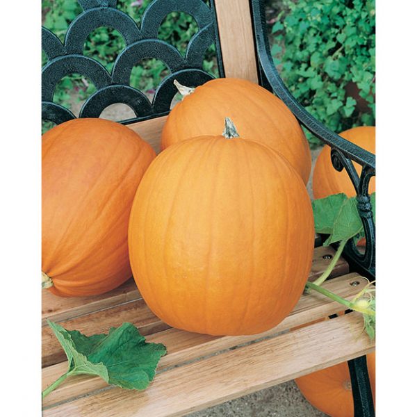 Jack O’ Lantern Halloween Pumpkin