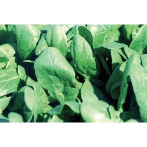 7-Green F1 Hybrid Spinach