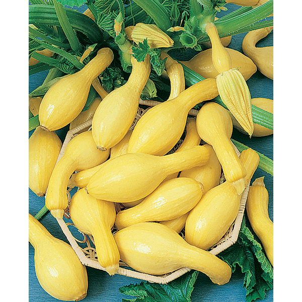 Early Summer Crookneck Squash
