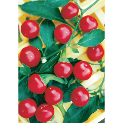Ciliegia Piccante hot cherry pepper from our Italian Gourmet Seed Collection