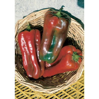 Nocera Rosso sel. Giapponese sweet pepper from our Italian Gourmet Seed Collection