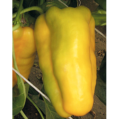 Nocera Giallo giant pepper from our Italian Gourmet Seed Collection