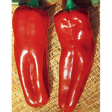 Marconi Rosso Large Sweet Pepper from our Italian Gourmet Seed Collection