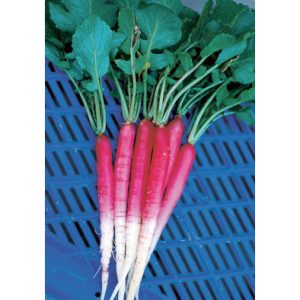 Lungo di Napoli Radish from our Italian Gourmet Seed Collection