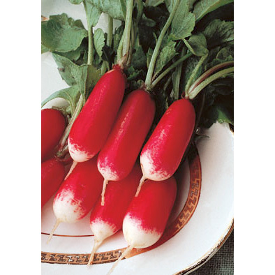 Flamboyant 3 Radish from our Italian Gourmet Seed Collection