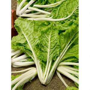 Giant Lucullus Swiss Chard Seeds