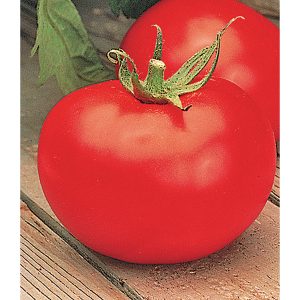 Better Boy VFN F1 Hybrid Tomato