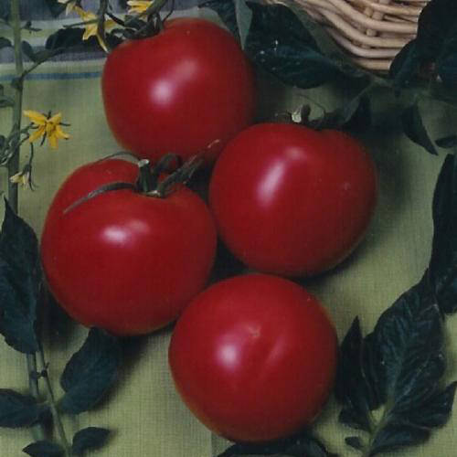 Arkansas Traveler indeterminate heirloom tomato