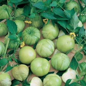Verde Tomatillo Heirloom