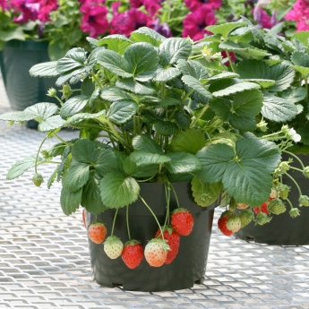 Temptation F1 Hybrid Strawberry Seeds