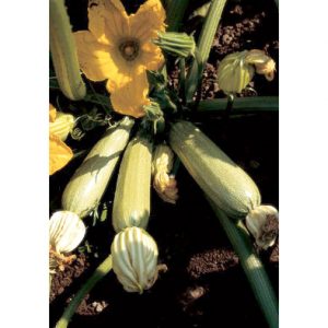 Ortolana di Faenza Italian Summer Squash Seeds from our Italian Gourmet Seed Collection