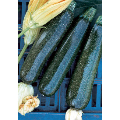 Nano Verde di Milano Italian Summer Squash Seeds from our Italian Gourmet Seed Collection