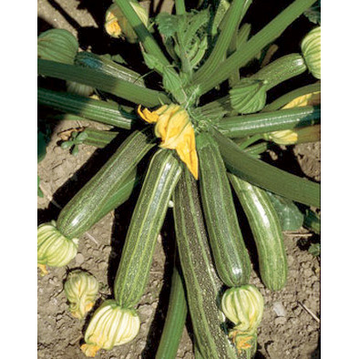 San Pasquale Zucchini Squash from our Italian Gourmet Seed Collection