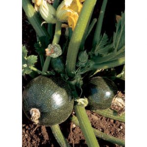 Tondo di Piacenza Round Zucchini Squash from our Italian Gourmet Seed Collection