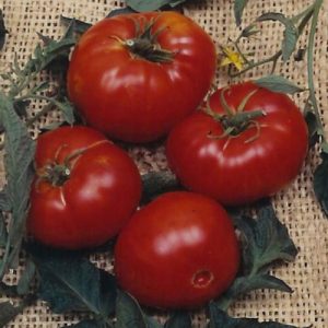 Brandywine Red Heirloom Tomato