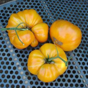 Kentucky Beefsteak Tomato