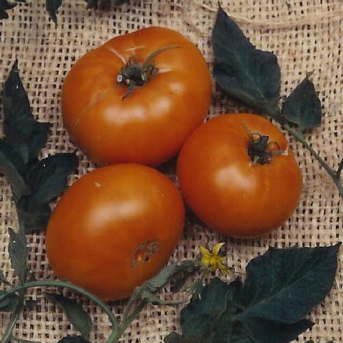Brandywine Yellow Heirloom Tomato