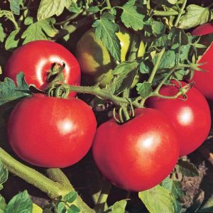 Jet Star F1 Hybrid Tomato Seeds