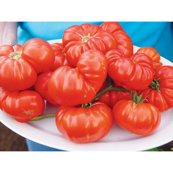 Grandma’s Pick F1 Hybrid Heritage Type Tomato