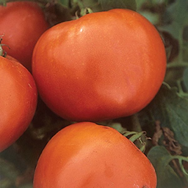 Booty F1 Hybrid Determinate Tomato