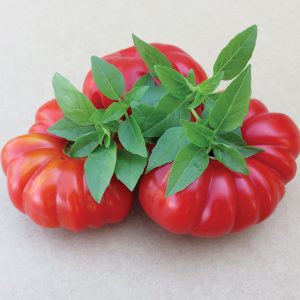 Costoluto Genovese heirloom tomato