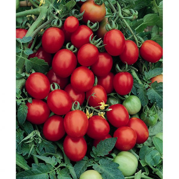 Sugar Plum F1 Hybrid Grape Tomato