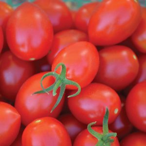 Uva Roja F1 Hybrid Grape Shaped Tomato