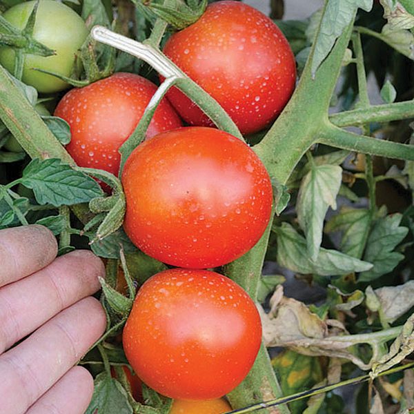 Red Eclipse F1 Hybrid Tomato