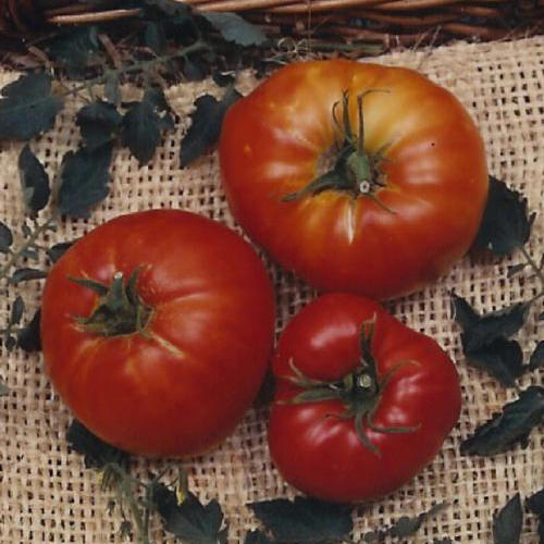 Marglobe Tomato Seed