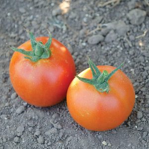 Pamella F1 Hybrid Tomato