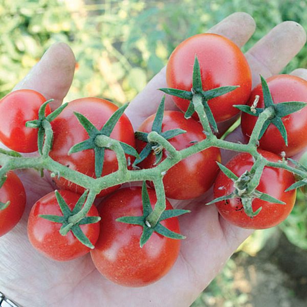 Baby Cakes F1 Hybrid Tomato