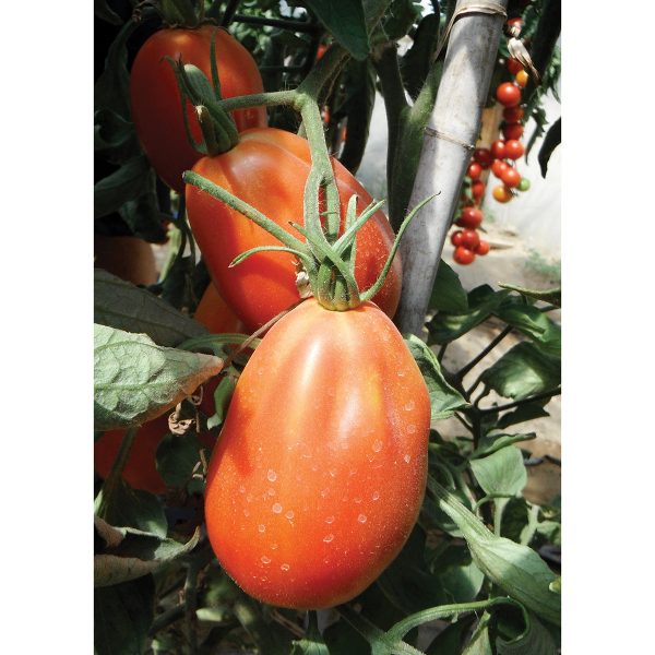Red Anjou F1 Hybrid Pear-shaped Tomato
